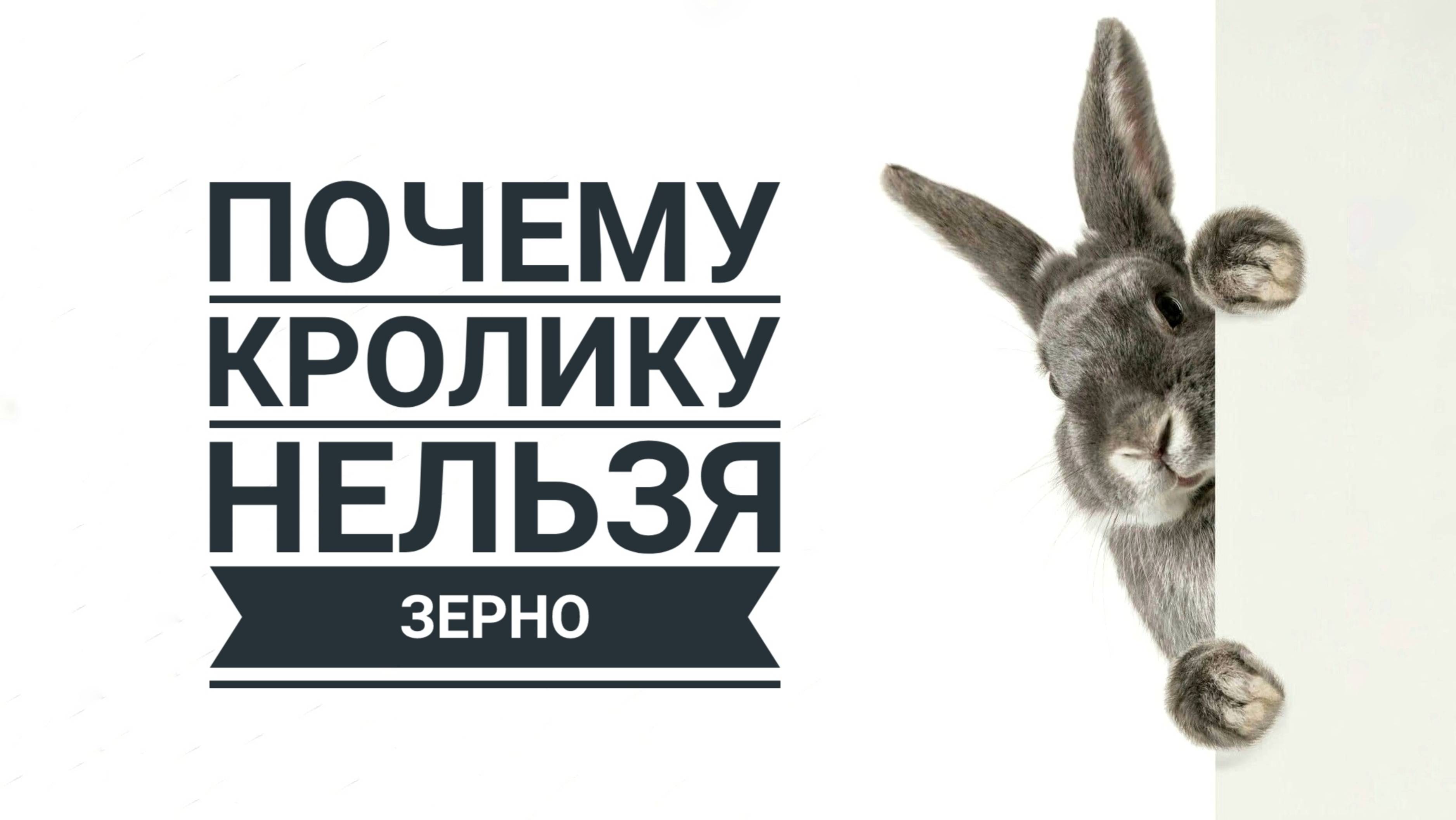 Почему кролику нельзя зерновой корм
