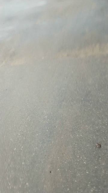 Крайне Северный Ниндзя 'ЛавинА' - Листья (17.10.2025) Very Nordic Ninja 'LavinA' - Leaves #NinjaLive