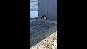 Собака. Том