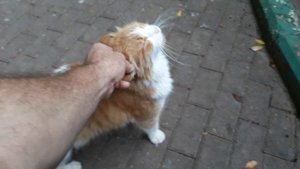 20251009_173944.mp4