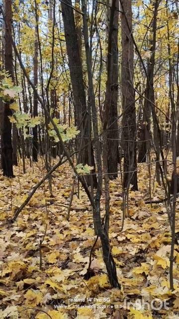 Кленовый ковёр 🍁🍁🍁🍁 16.10.2025 смотреть онлайн