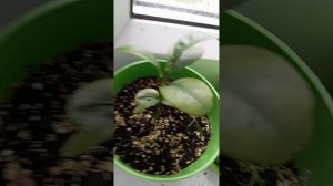 обзор как выглядили растенья прошлым летом