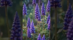 Иосиф Бродский — Малиновка