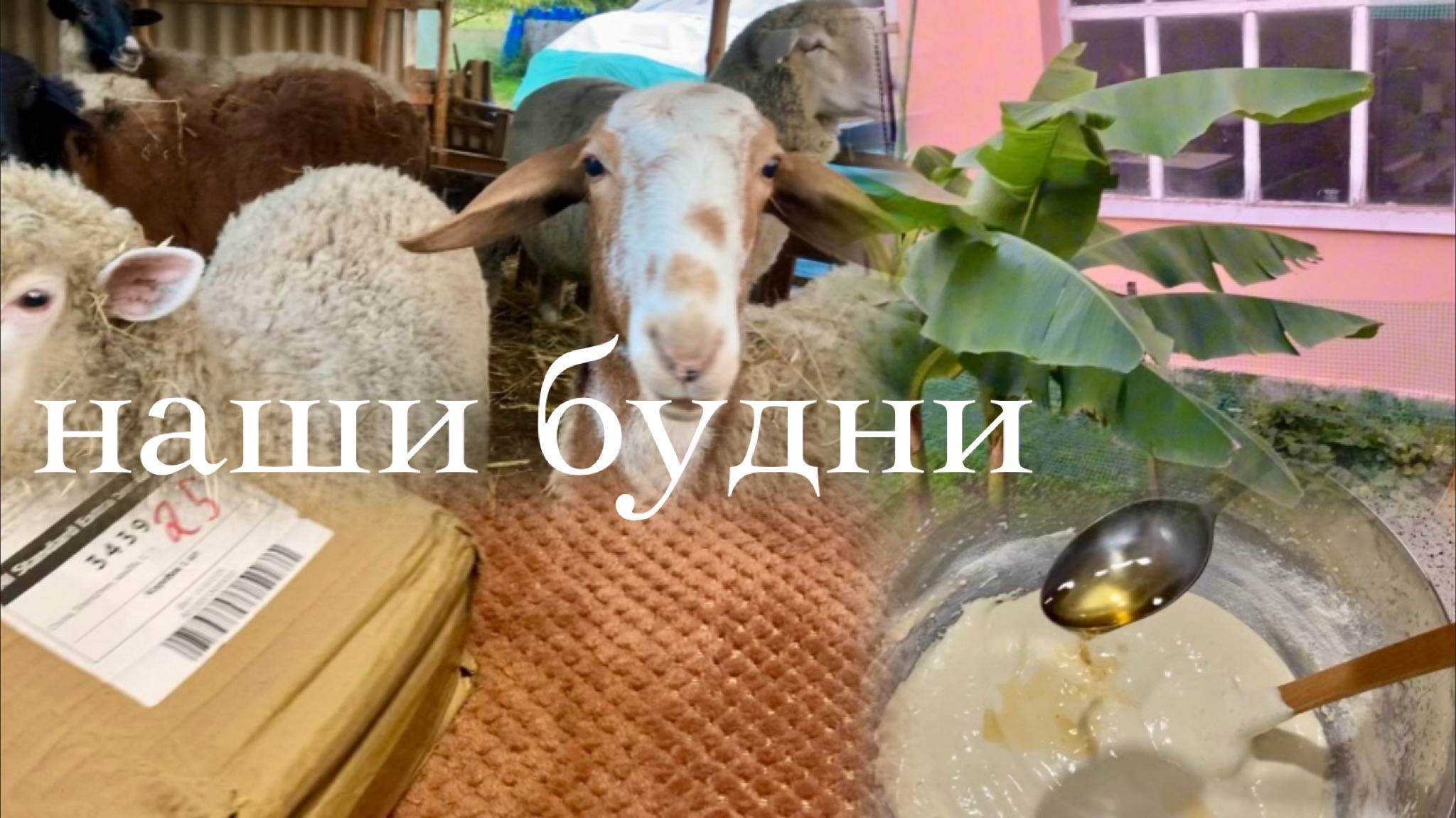 Жизнь на юге/Адыгея/Опять новичок/ Шарлотка с добавкой/ Органайзер для удобства/ Отбивные на ужин/