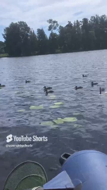 Ленинградская область. Хвойное. 07.07.2024. Часть 34.  Утята-мать героиня