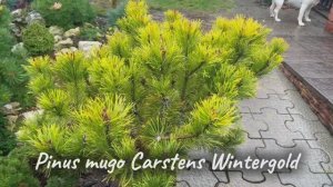Сосна горная. Pinus mugo Carstens Wintergold