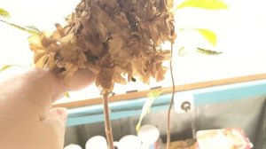 Качество отправляемых мною гортензий в 3л