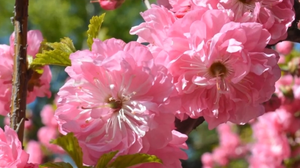 ХАБАРОВСК. ПРОГУЛКА ПО ГОРОДУ ДЕТСТВА.mp4  #вайбовыйтрек #Амур #хабаровсксити #цветениесакуры