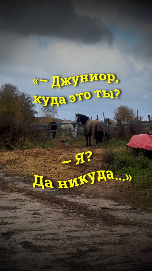 Джуниор куда это ты? Я? Да никуда...