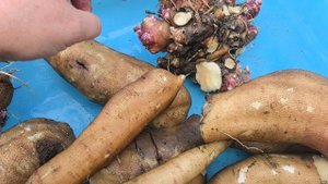 Ранний сорт Якона.