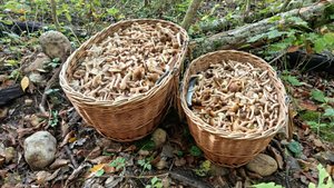 ОПЯТА - ГВОЗДИКИ корзинами сейчас рассыпаны по лесу! По грибы 18 октября 2025 года.