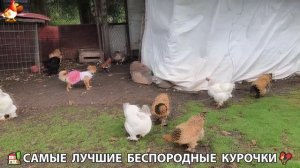 Цыплята и Курочки селяночки лучшие беспородные несушки 🥚 (358)