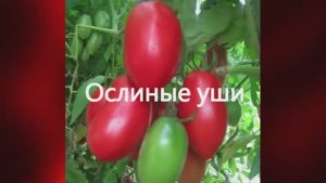 Эти томаты отлично подходят для консервирования. г. Киров