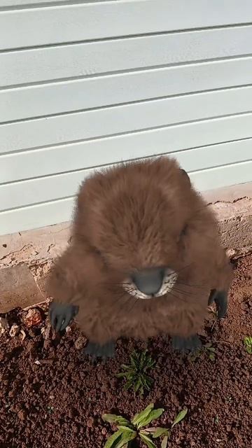 Доброе утро, от Бобряши. Желаю хорошего настроения 👍👍🤗#доброеутро смотреть онлайн