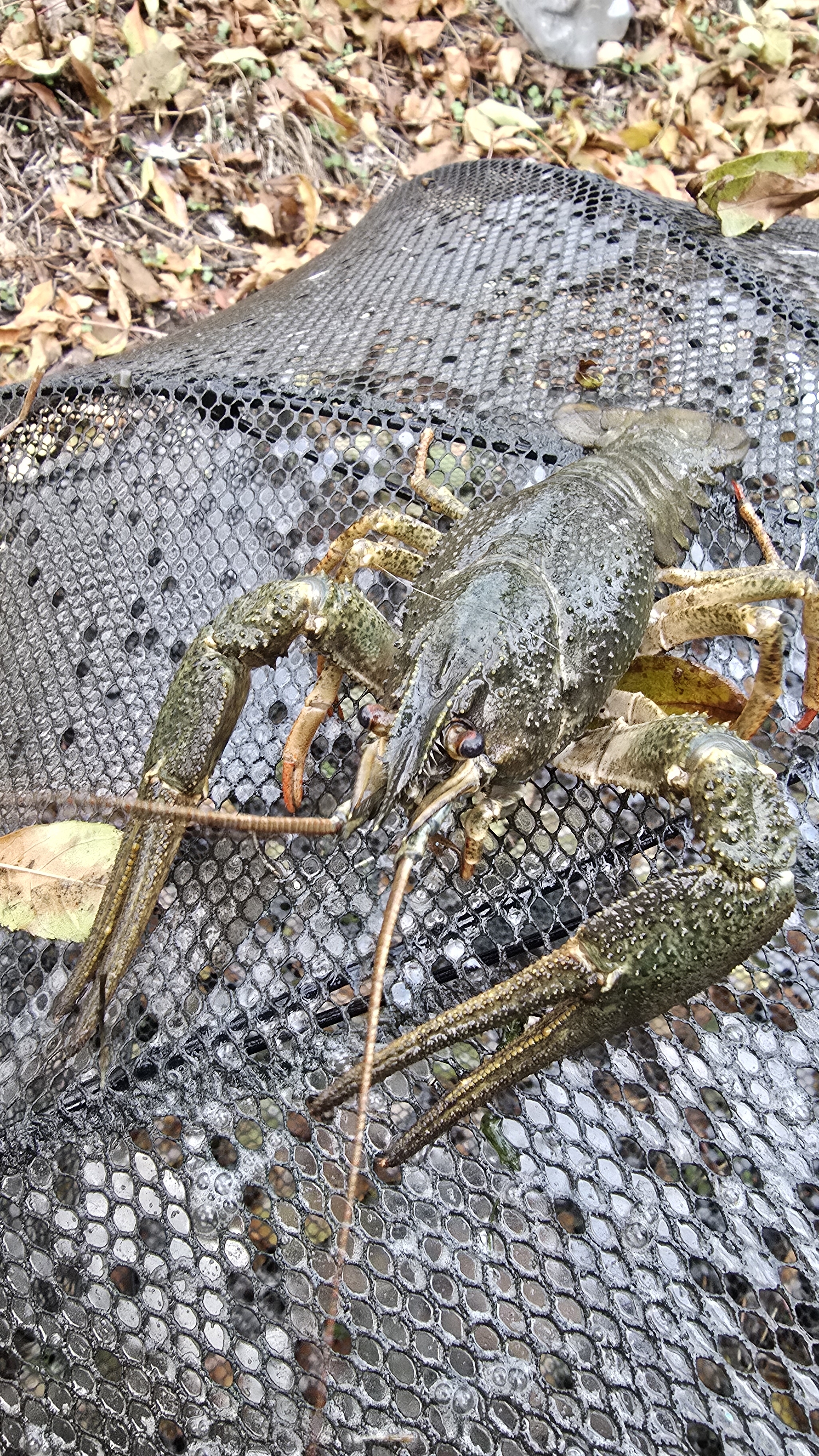 Поймал большого рака смотреть онлайн