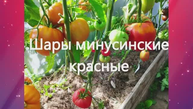 Минусинские сорта томатов. г. Киров