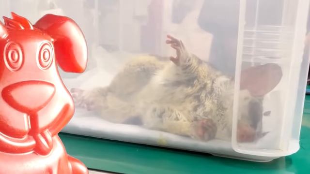 К малышу Галаго пришёл в гости желейный пёс Стасик смотреть онлайн