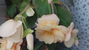Бегония Розана Шампань (Begonia Rosana Champagner)