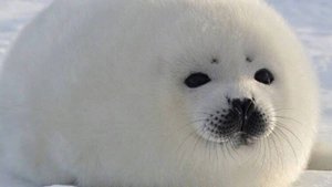 (○`д´)ノシSTOP!