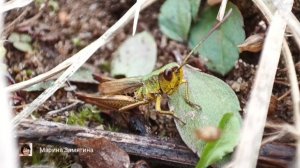 Экотерапия 45 серия.