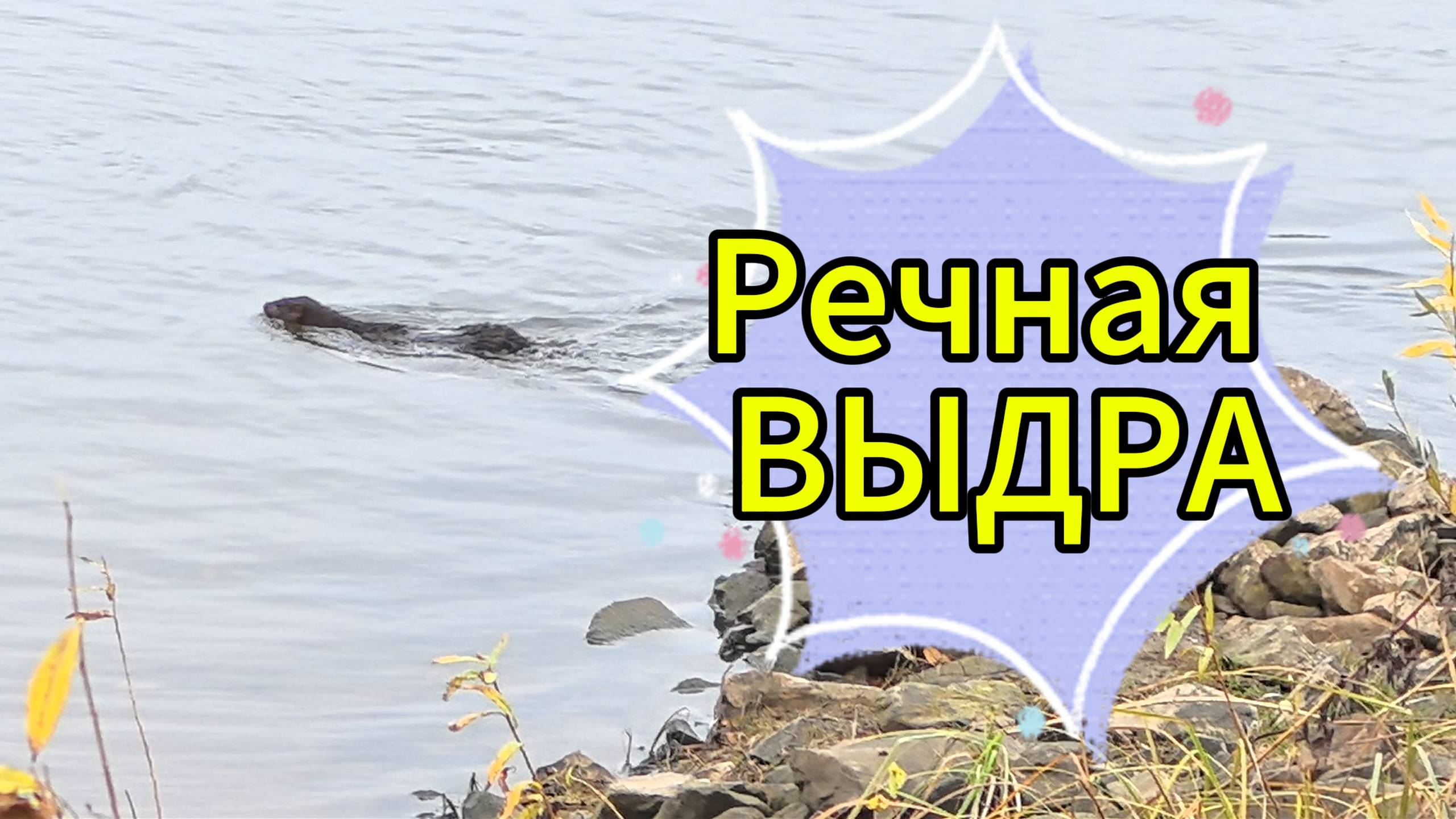 Речная выдра на воде и на суше.
