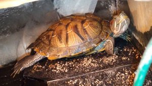Красноухая черепаха 🐢 греется с утра 18-10-2025