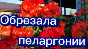 Осенняя обрезка пеларгонии. Нарезала черенки.