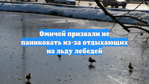 Омичей призвали не паниковать из-за отдыхающих на льду лебедей