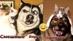 Самые смешные видео приколы|Юмор и Приколы|Забавные моменты с животными