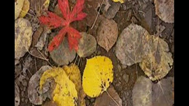 Рыжие осины провожают лето... исп. Д.Аникеев смотреть онлайн