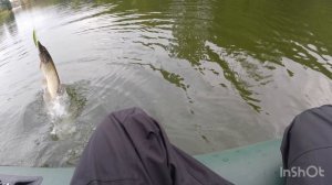 Щука на 1,5 кг