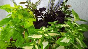 Колеус: домашний оазис ярких красок - уход и размножение