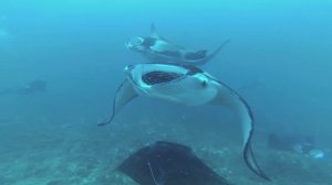 Мальдивские манты