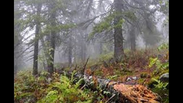 В Приморье лето (С.Молодцов-Д.Аникеев) смотреть онлайн