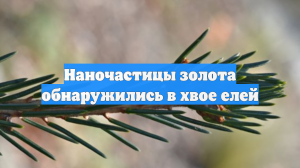 Наночастицы золота обнаружились в хвое елей