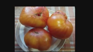 Каталог томатов 2025 год. Часть 12. Проверенные сорта. г. Киров