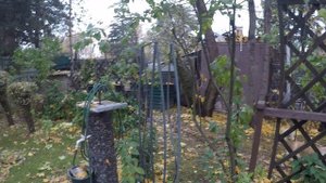 Осень наш виноград 18 10 25