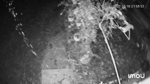 Развертывание неизвестного химического или биологического оружия с беспилотника в Венгрии!