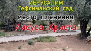 Гефсиманский сад - место пленения Иисуса Христа. Впервые, непосредственно касаясь древнейших олив