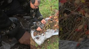 Голубика пятилетка. Хвалебные оды.