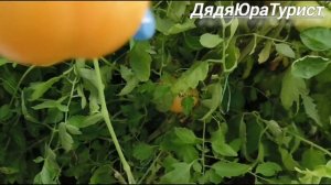 Помидоры в теплице.18 октября.