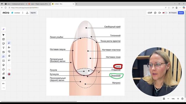 Строение ногтя