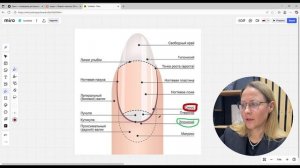 Строение ногтя