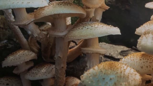 Как растут грибы. Королевский опёнок. смотреть онлайн