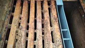 #16. 18.10.2025 Семья пчел слетела. Осталась горсть пчел.