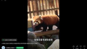 красная панда 小熊猫