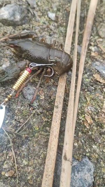 Поймал рака на блесну. рыбалка в октябре в Рефтинском. ловля рак