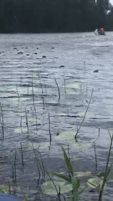 Ленобласть. Хвойное. 07.07.2024. 12-00. Штормовой ветер переворачивающий листья кувшинок