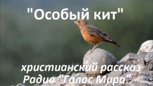 Особый кит. Детский христианский рассказ. Светлана Гончарова.mp4