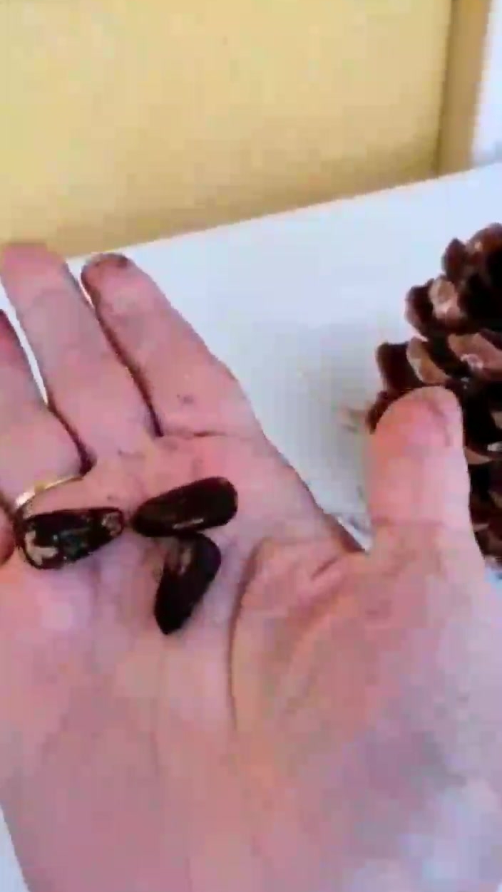 Средиземноморский кедр. Шишка огромная!